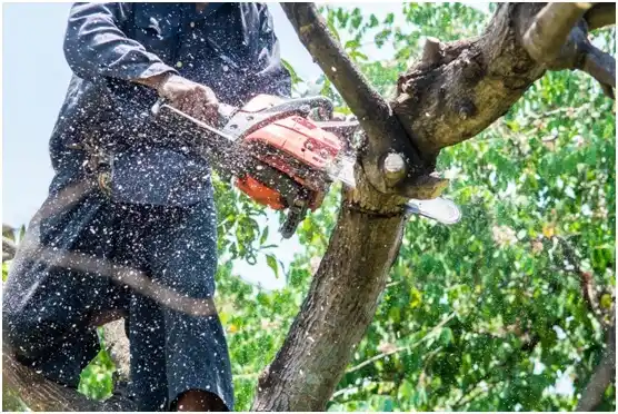 tree services Leeds